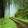Forest Path To Heaven