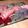 Dismembered Rat Carcass