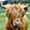Emoooooo! Cows(Single)
