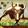 Ride the Bull